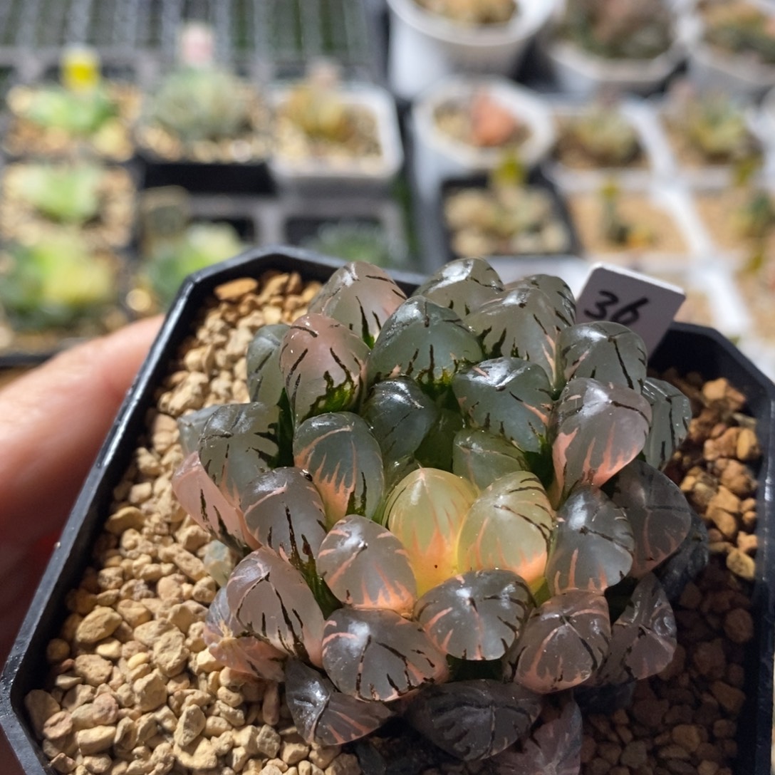 不开花植物36玉露