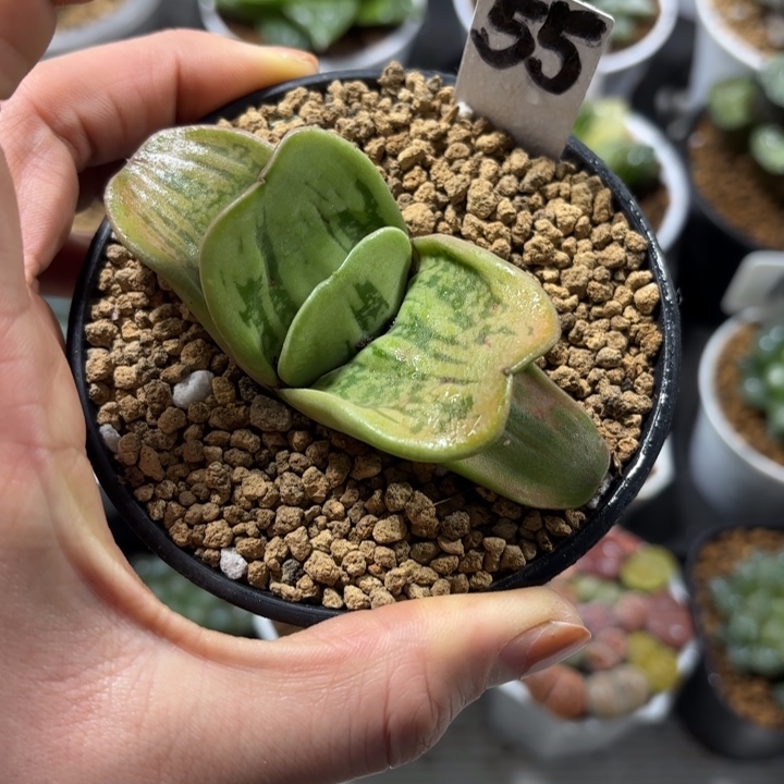 黑盘蜗牛多肉植物