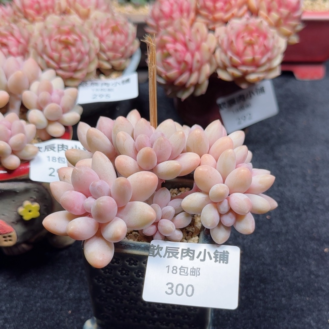 多肉植物  300  粉色恋人