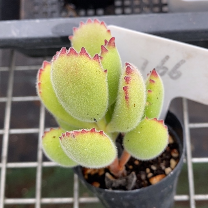 伯克利和格蕾纳等著名音乐家