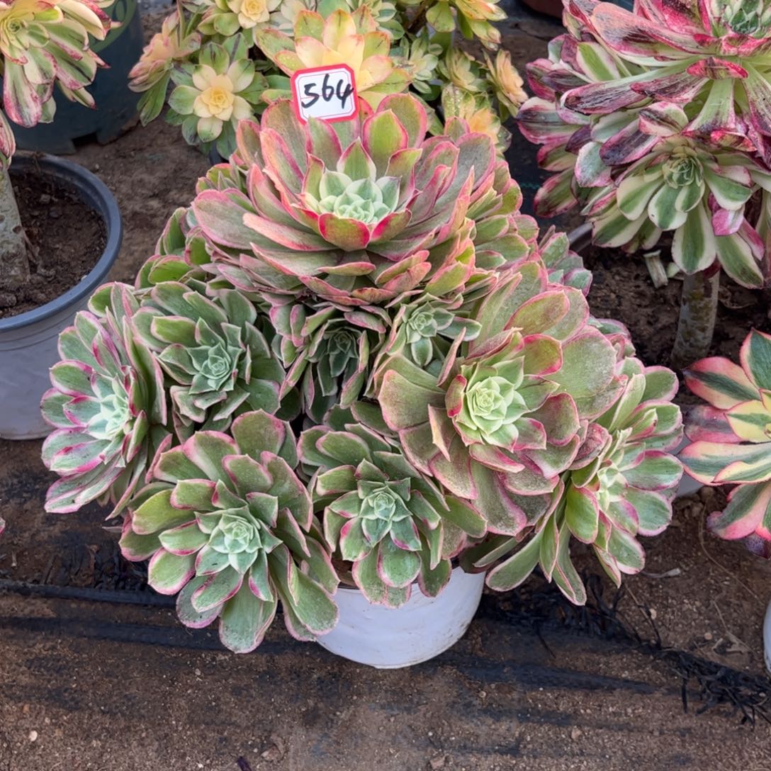564多肉植物玉芙蓉