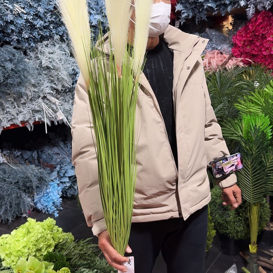 520号大支芦苇2支