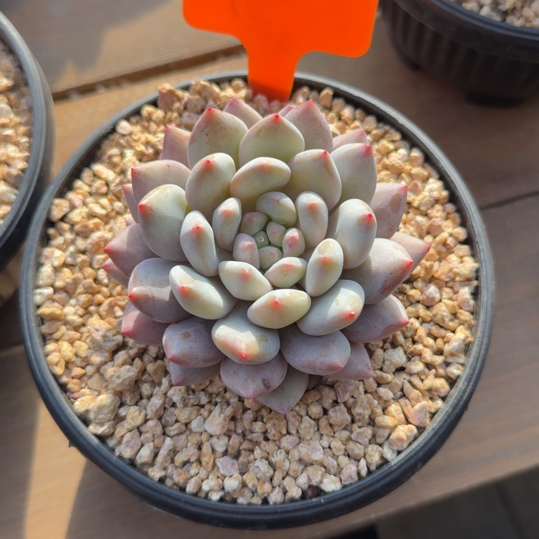 夏梦333333333333333