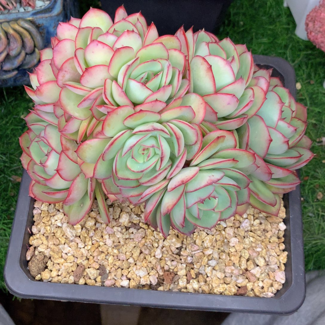 友家多肉一物一拍