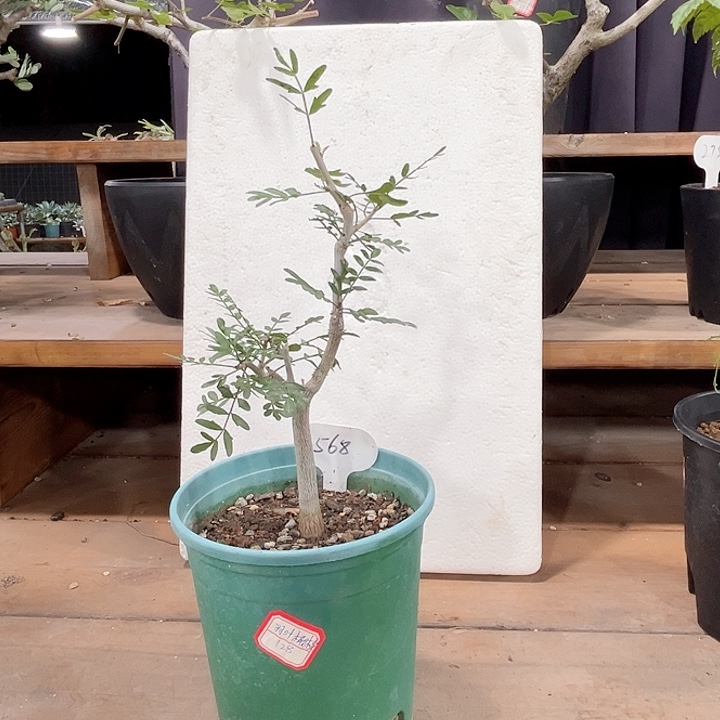 128羽叶橄榄哈哈哈哈