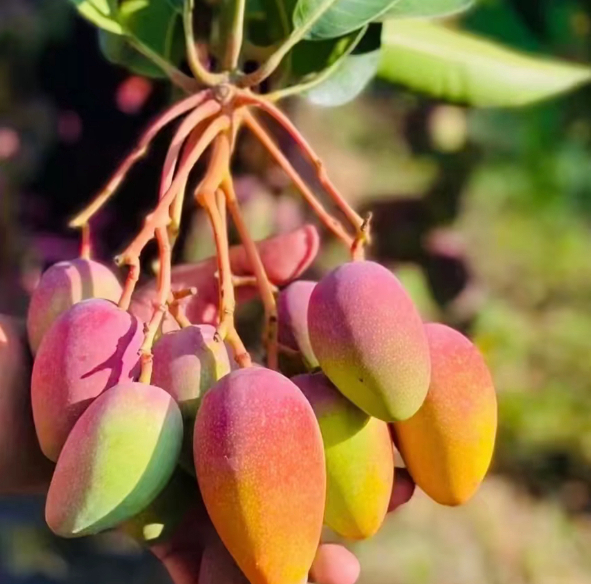 云南高原小贵妃芒果