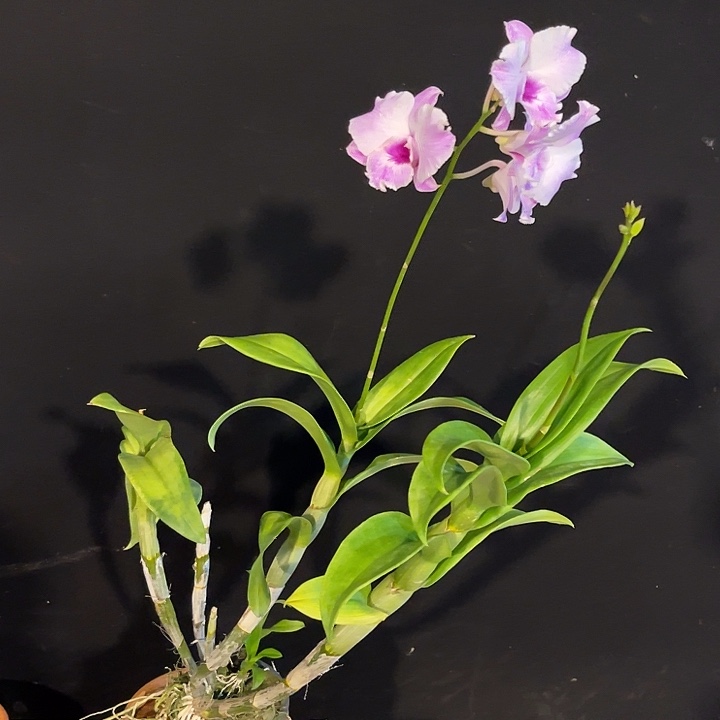 当前无花朵，栽培后可花朵抖音中奖1229