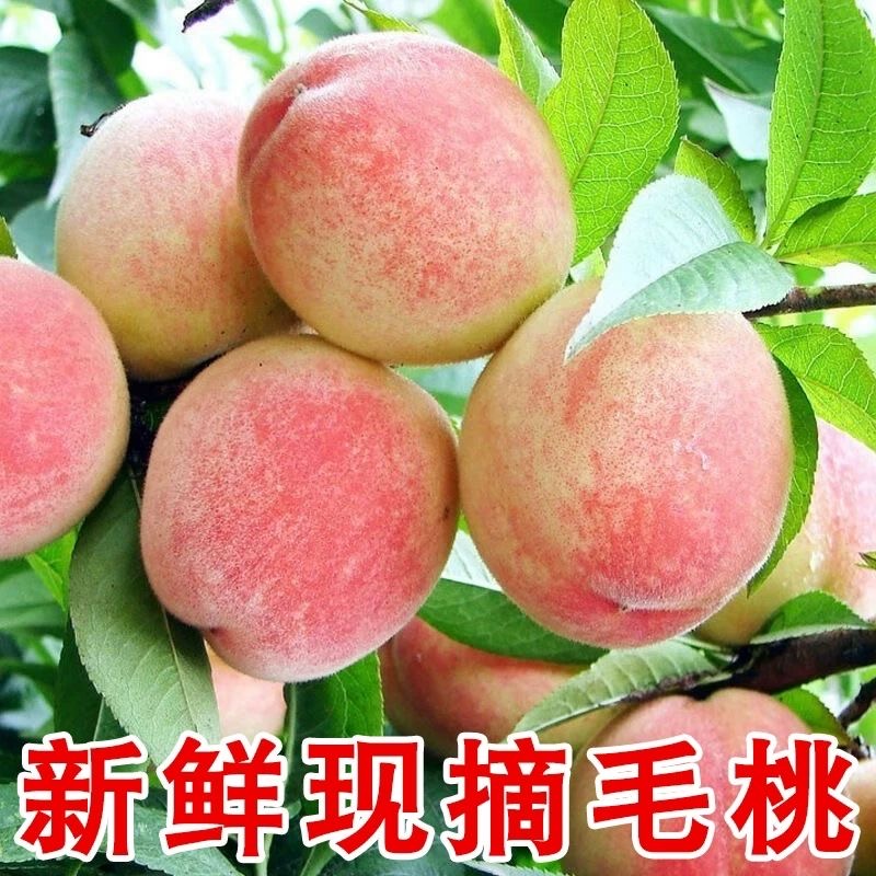 正宗水蜜脆桃红不软农家自种现摘现发应季新鲜脆蜜桃大果