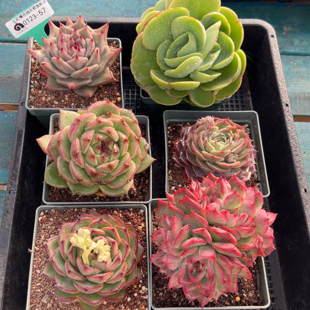 从前慢多肉精选编号0123.57