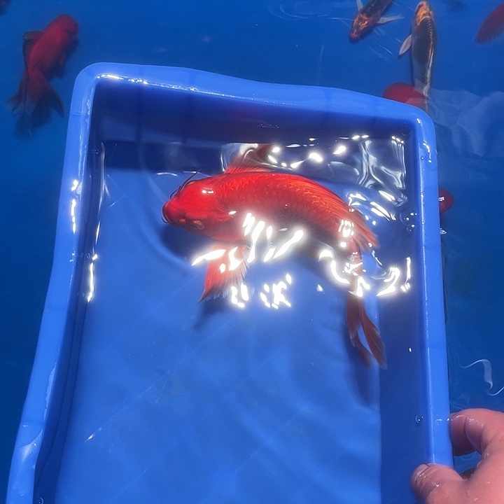 ***海水鱼渔场直发3号链接