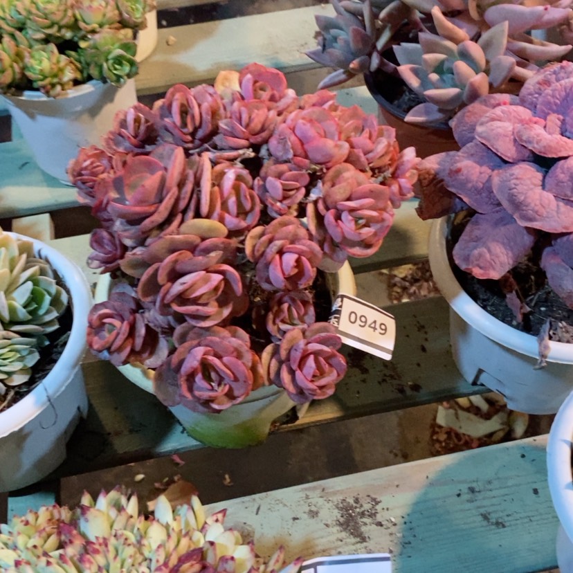 【闪购商品】渣*吕秀妍0949