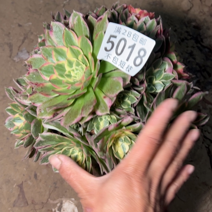 海王多肉植物法师5018