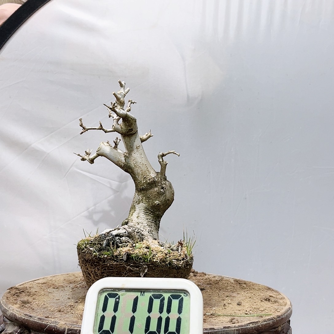 天*1高端盆栽白蜡