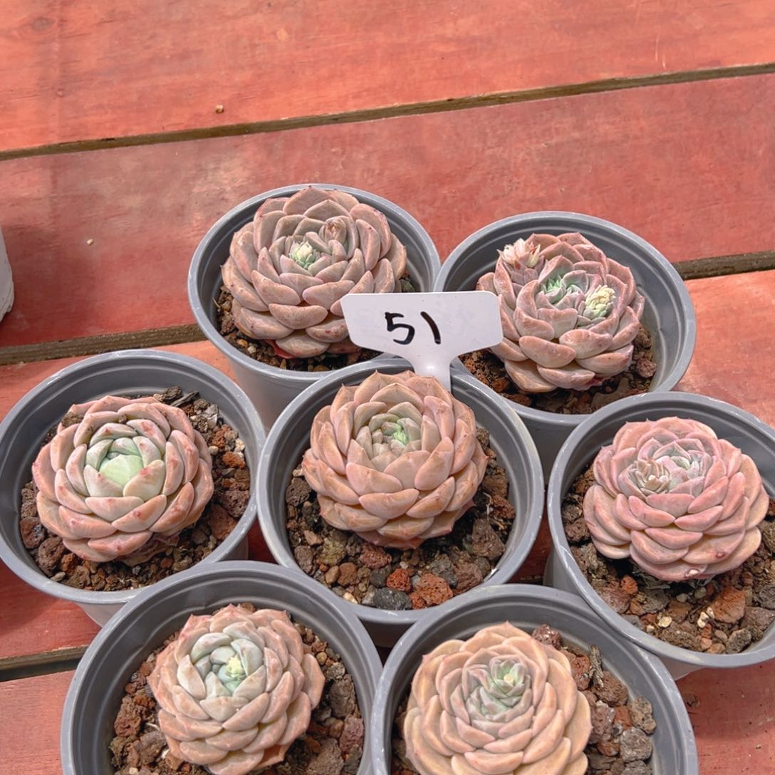 纯爱组合单头51号一物一拍