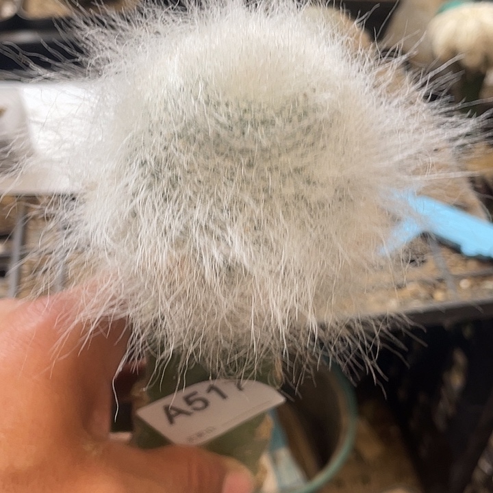 仙人球517号雪缘之恋