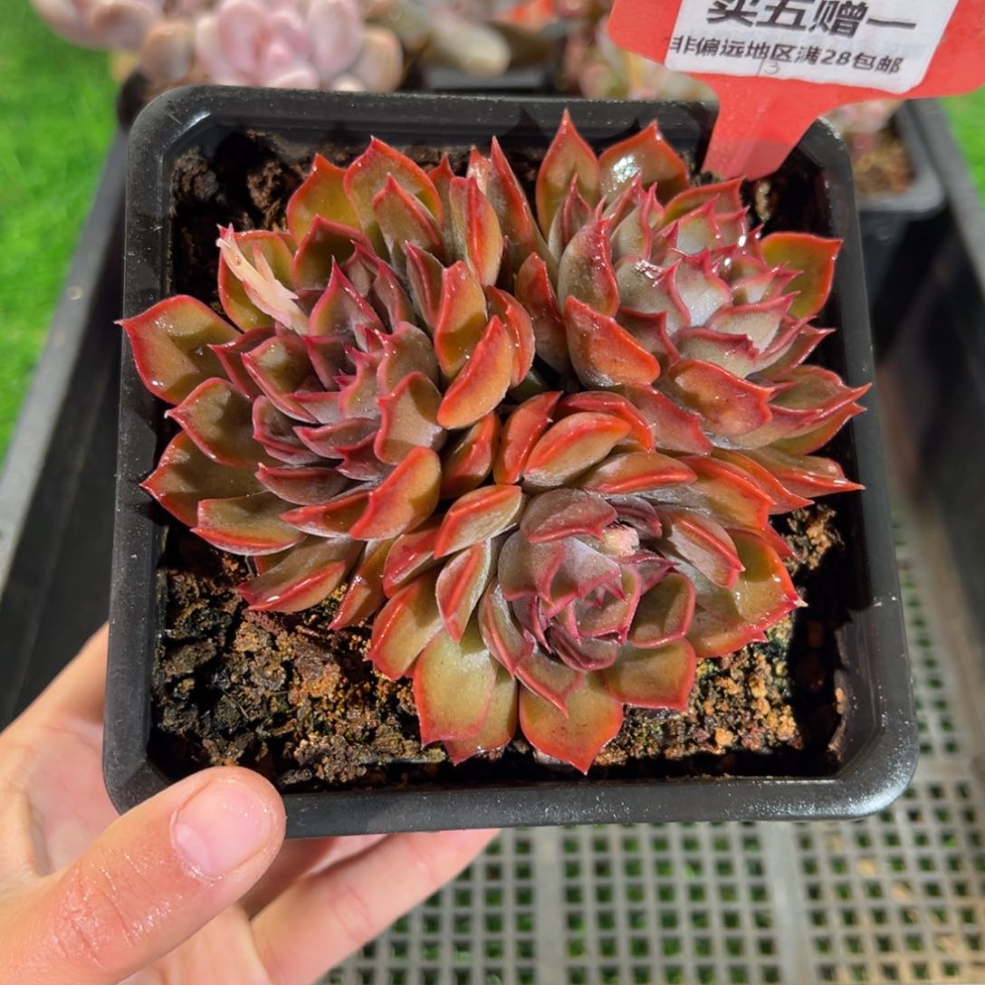 表妹精品多肉018.