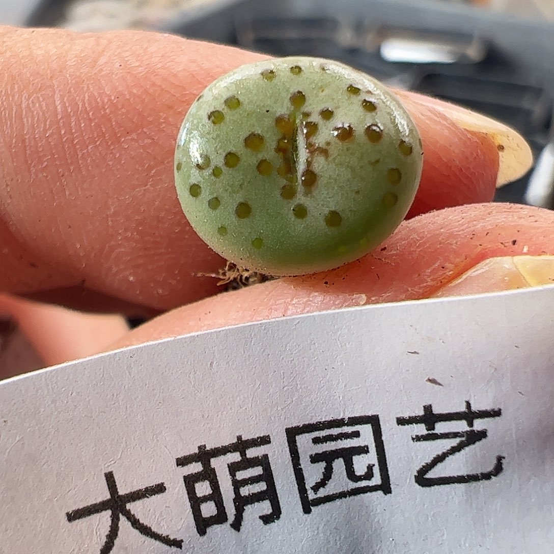 一物一拍。     963