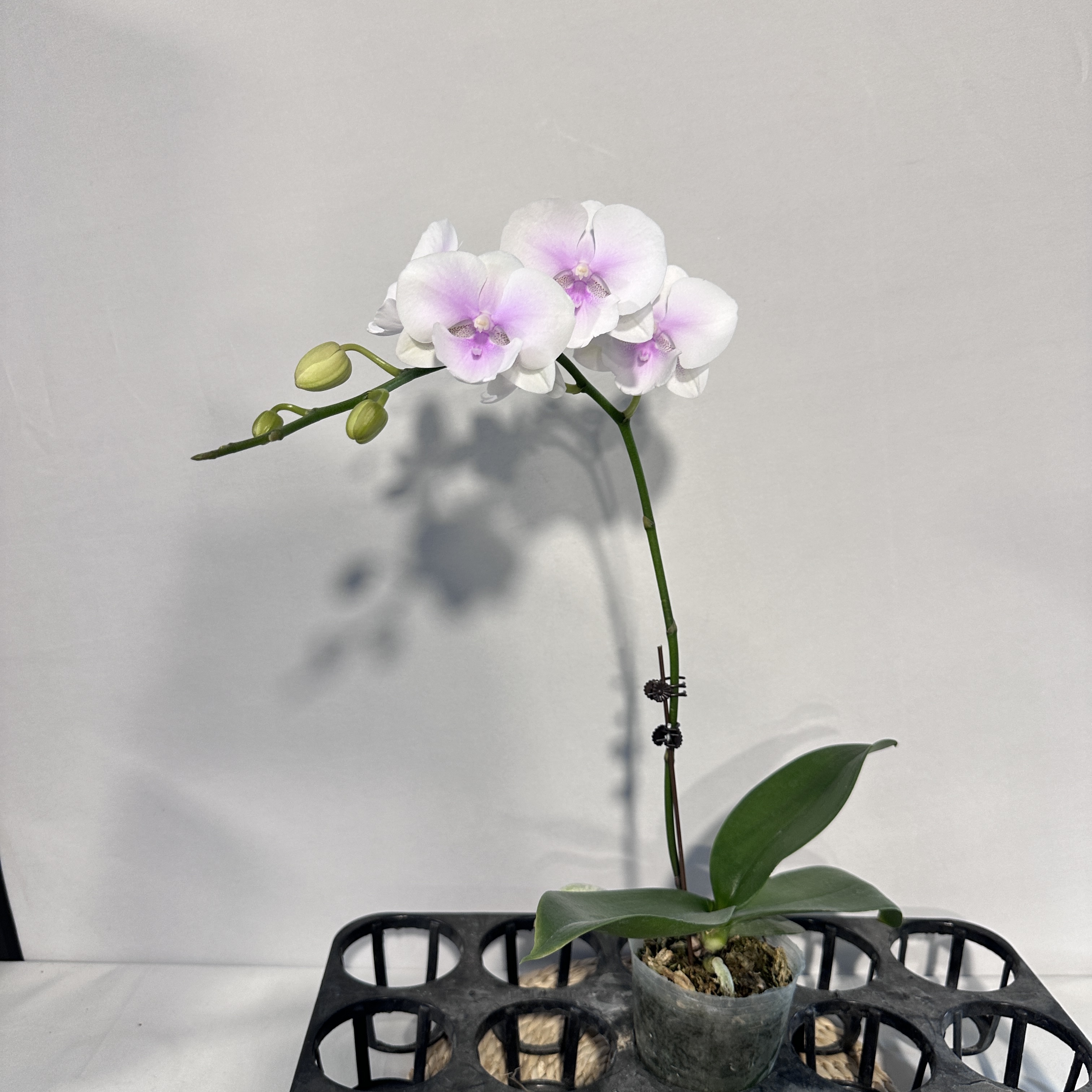 蝴蝶兰【德州姑娘】粉色渐变大舌头 花卉绿植乔迁送礼