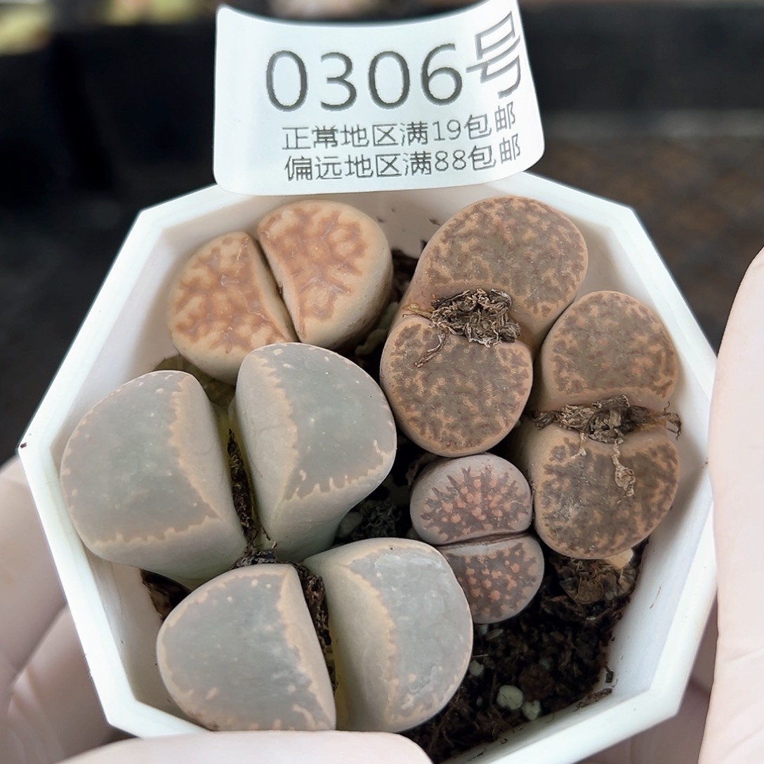 好养易活生石花大母本0306