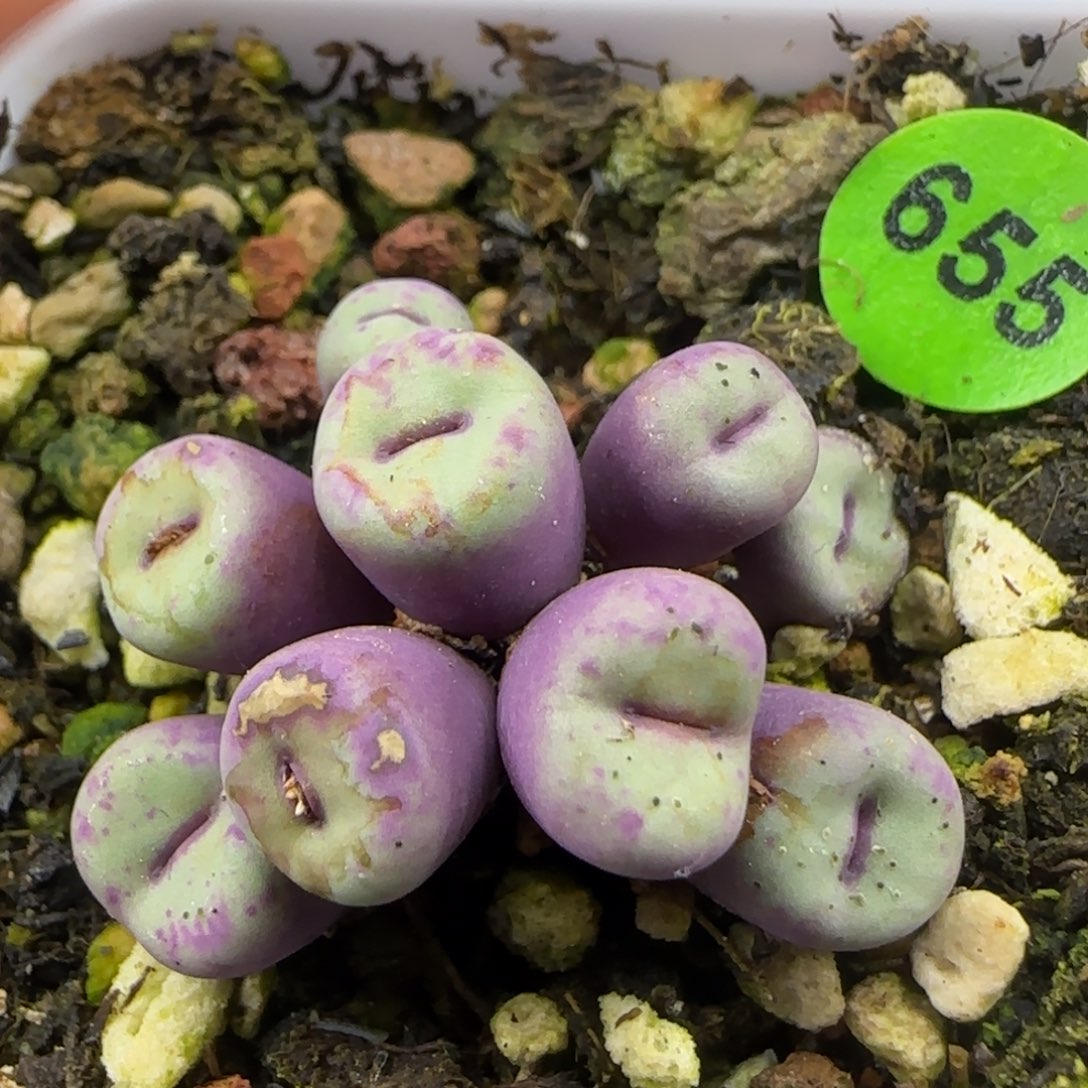 小红嘴群九头多肉655