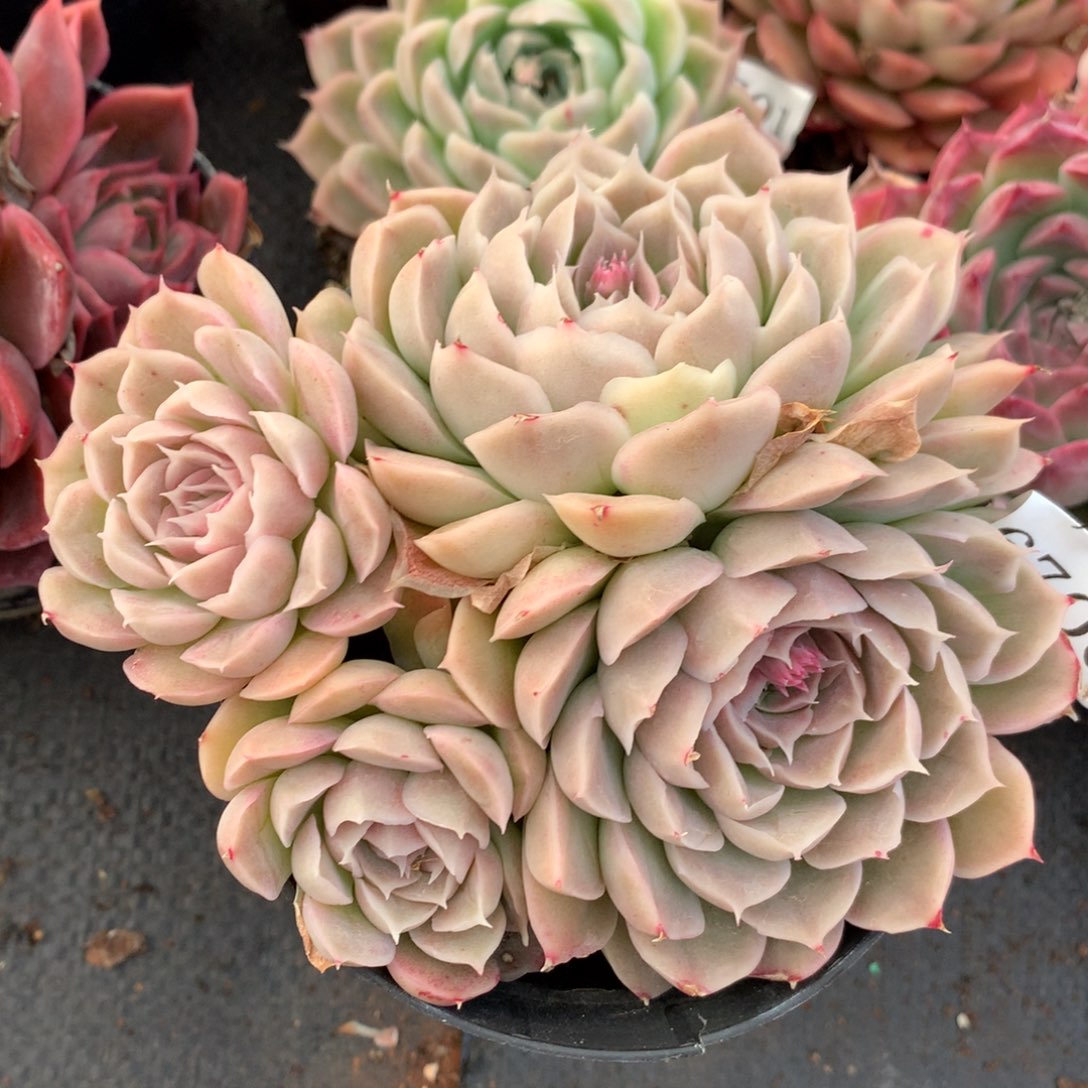 6706新年快乐发发发