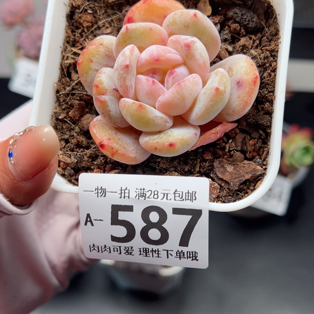 石化橙子多肉多肉