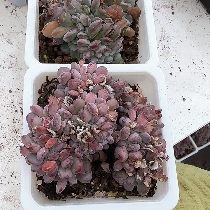 一**安青蛙王子儿童牙膏111