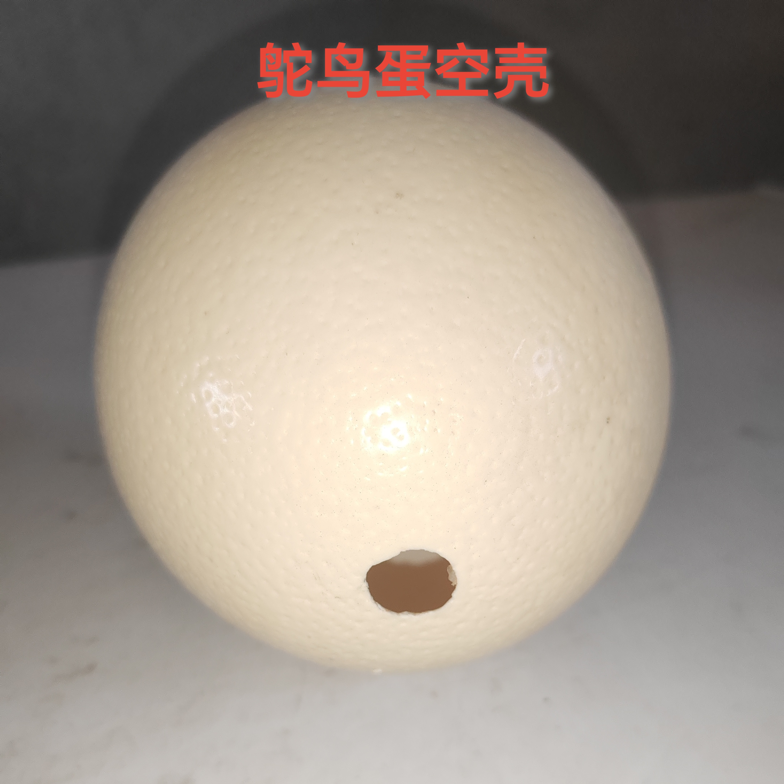 鸵鸟蛋壳 鸵鸟蛋空壳