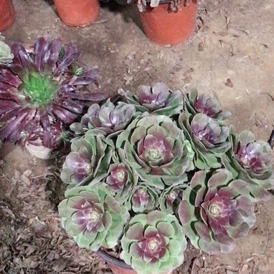 月***娜万圣节法师多肉植物37