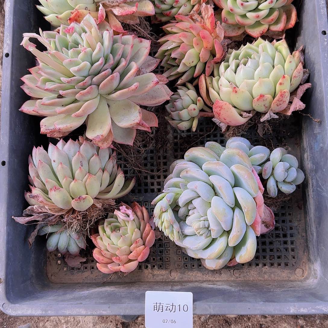 直播一物一拍多肉10