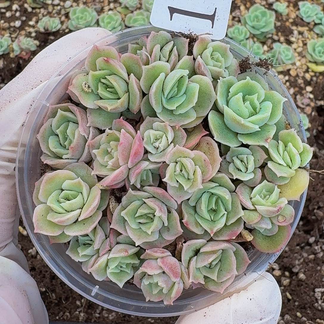 多肉植物多肉植物169