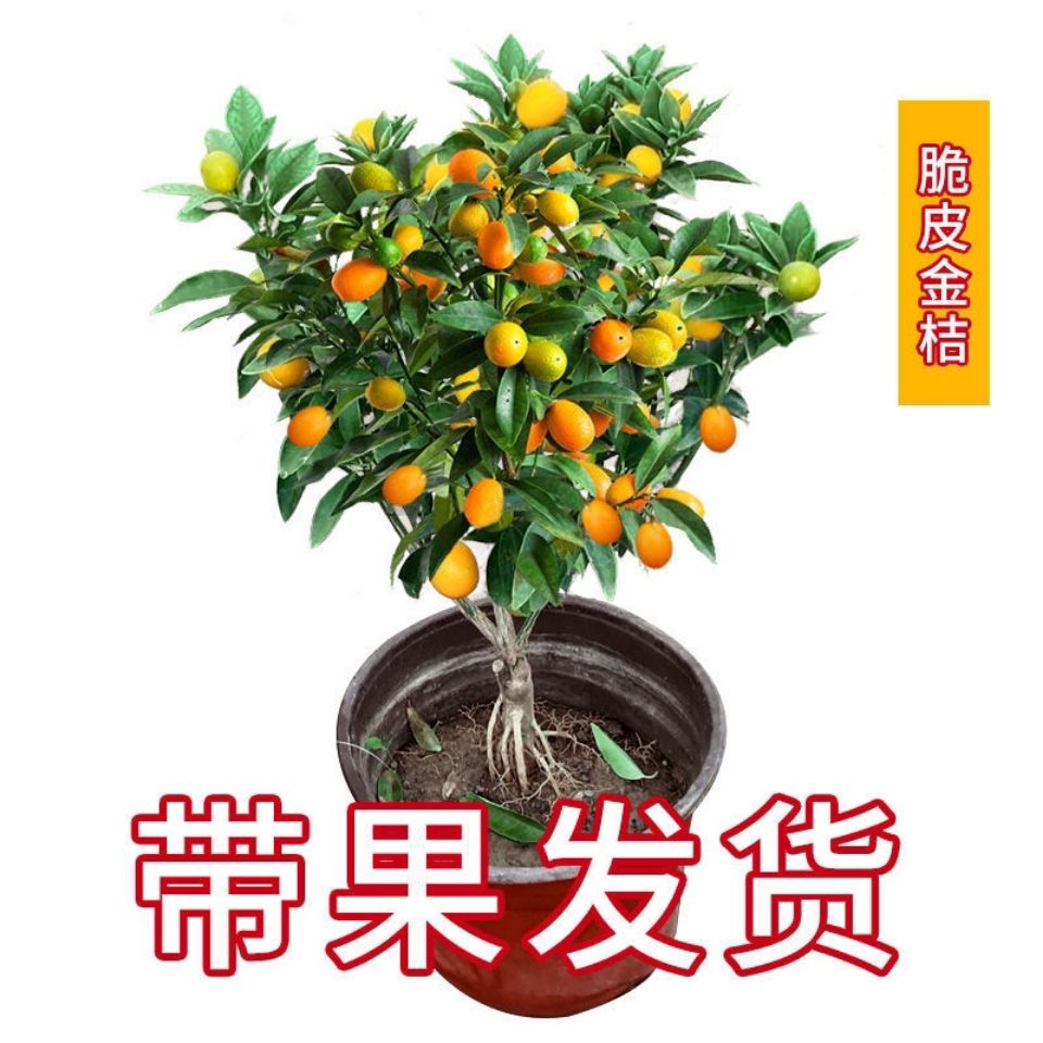 四季脆皮金桔（一物一拍）