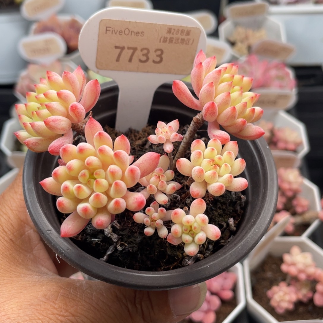 烟花7733-8.5厘米