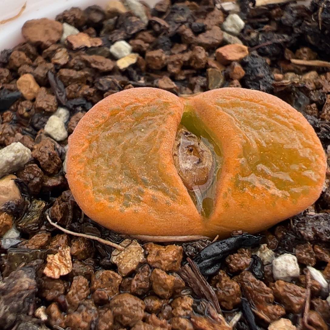 041多肉植物百科