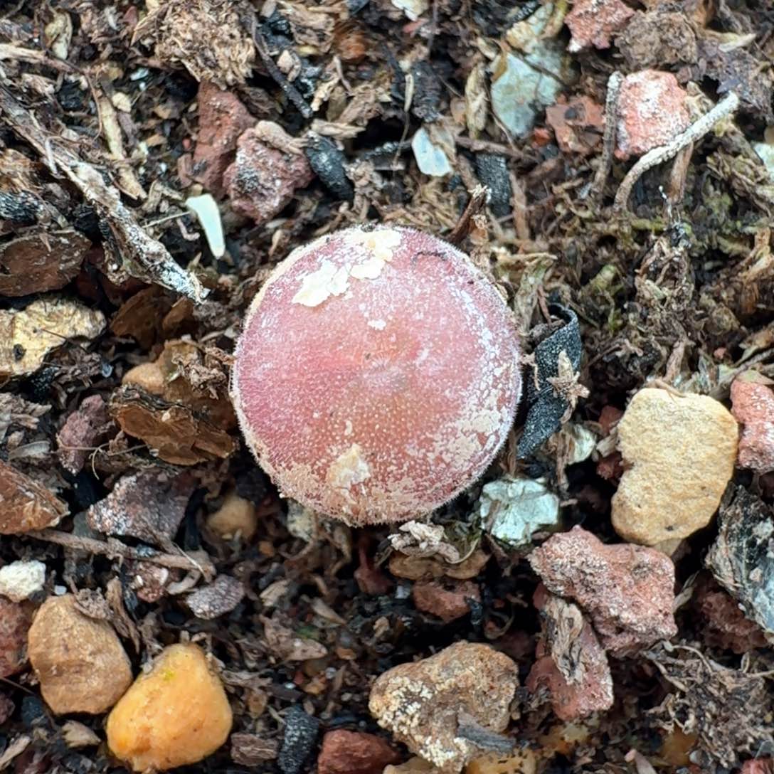 84空蝉脱土发货尺寸0.7左右