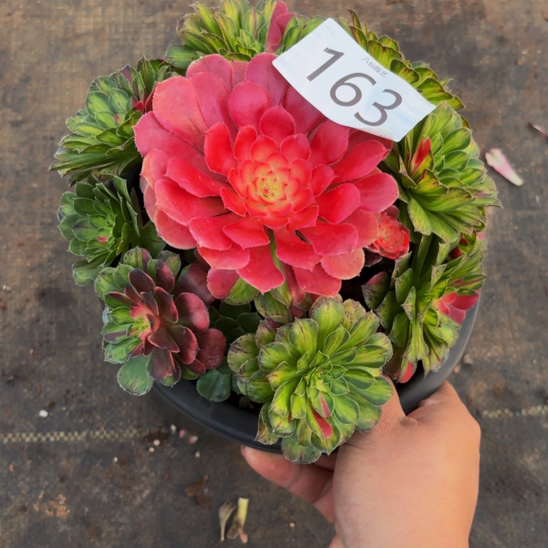 163多肉植物知否特价