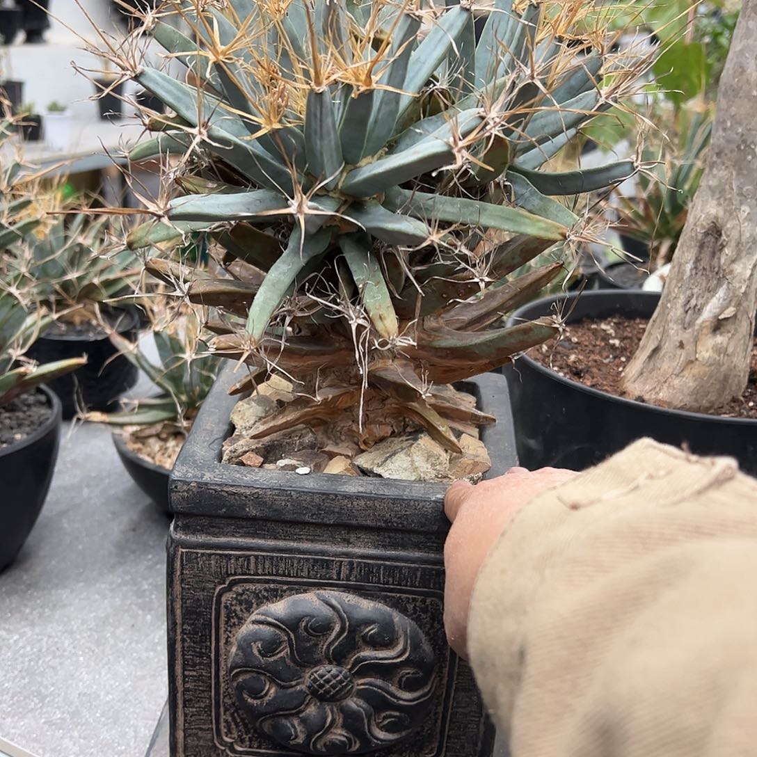 煜***炜大老桩光山 668888888