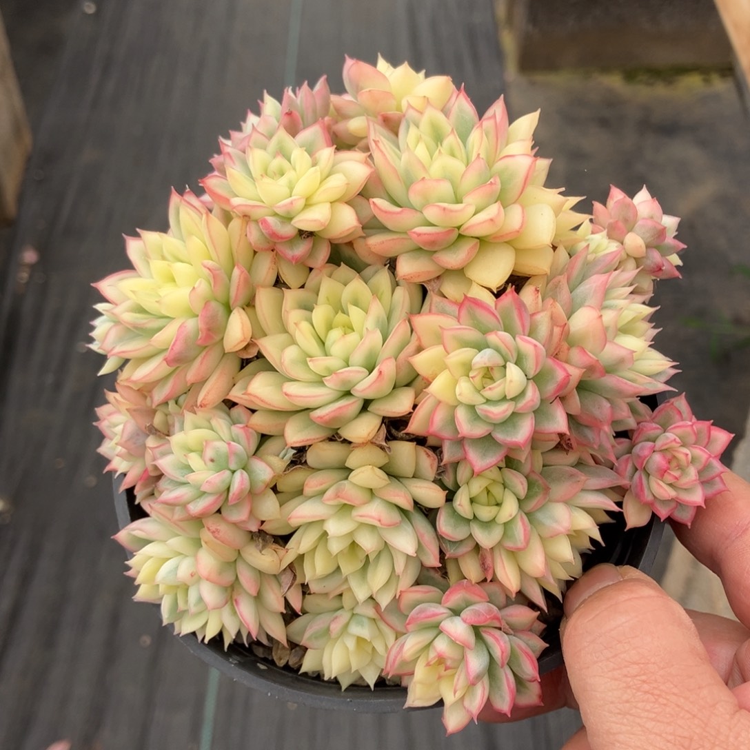 女雏锦 一物一拍不支持退换