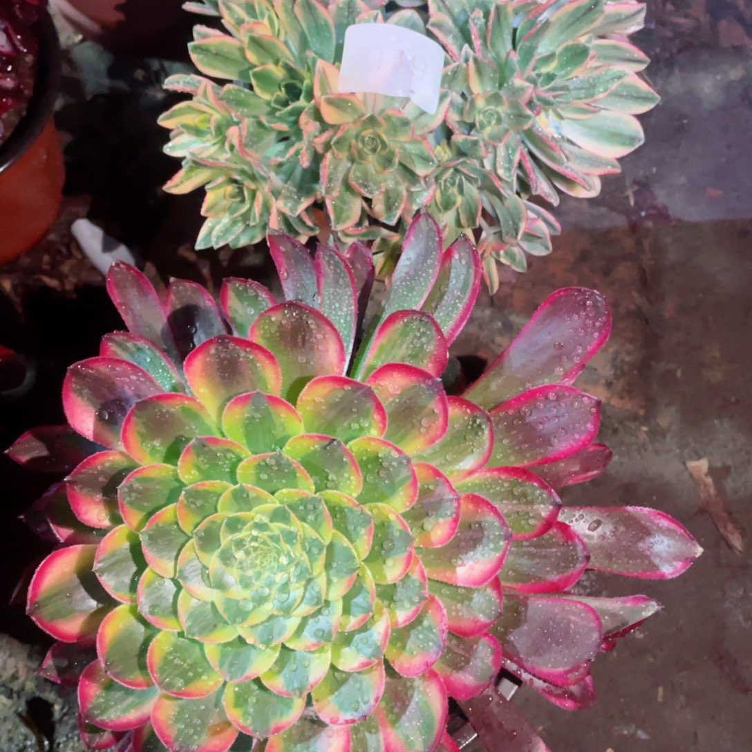 多肉植物组合2颗049