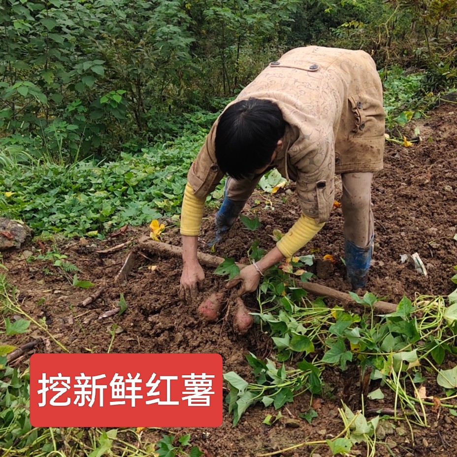 万源农村红薯粉 土豆粉初级食用农产品 自然晾晒 中通包邮