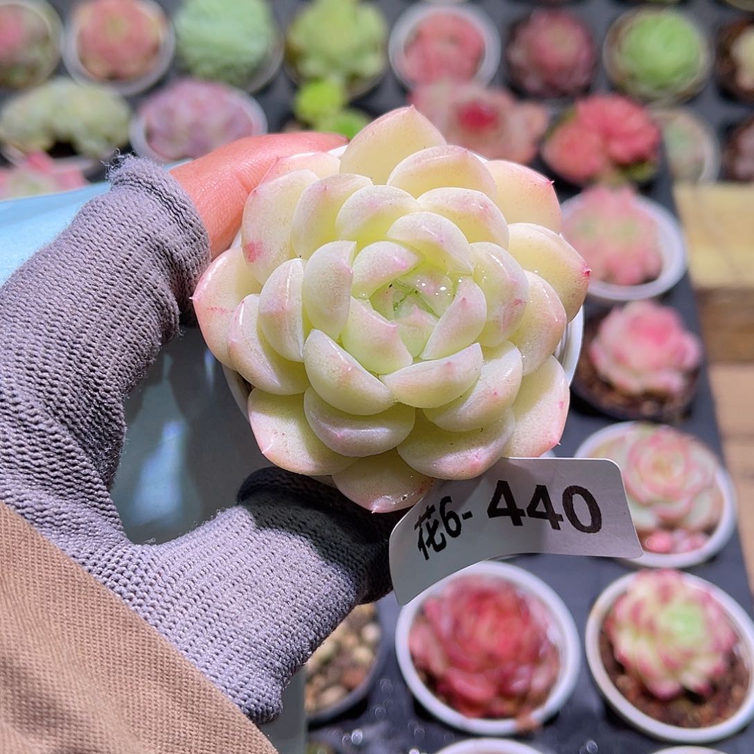 花06-440新品单头