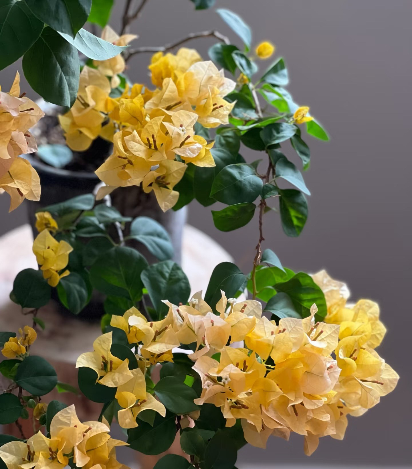 【柠檬黄】带盆土观赏勤花耐活1加仑三角梅