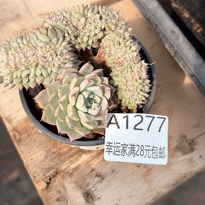 幸运颜色白色的小