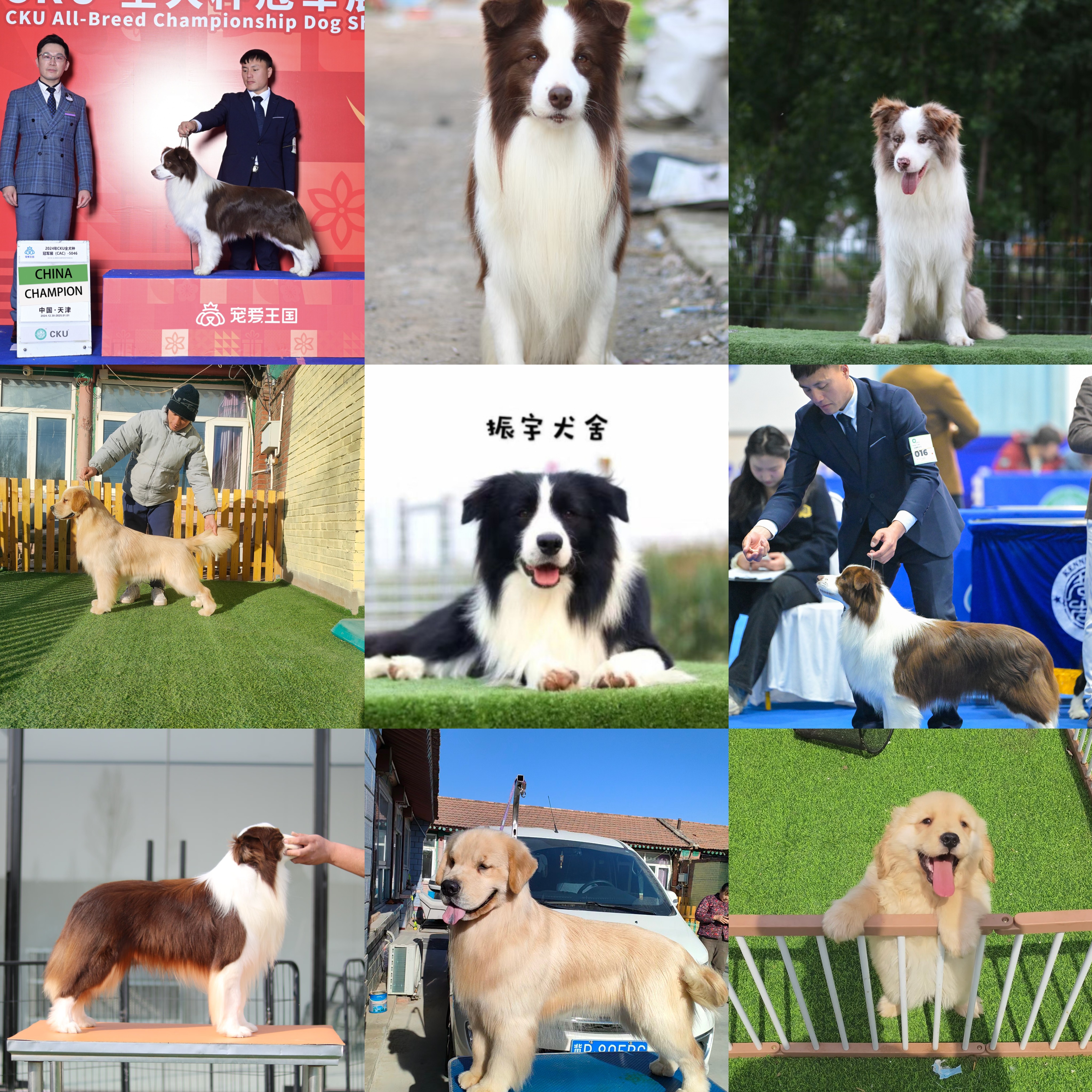 振宇犬舍边牧蓝陨石红陨石金边咖啡黑白貂色