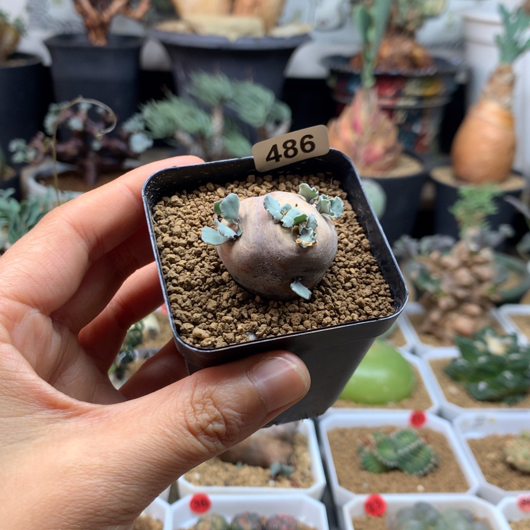 产地格加厚敦菊带盆486