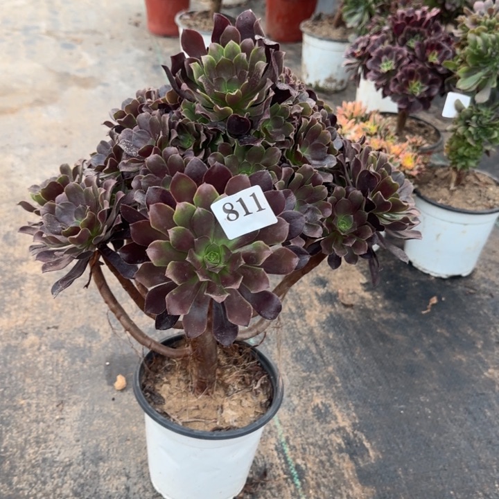 不**弃811包邮。        