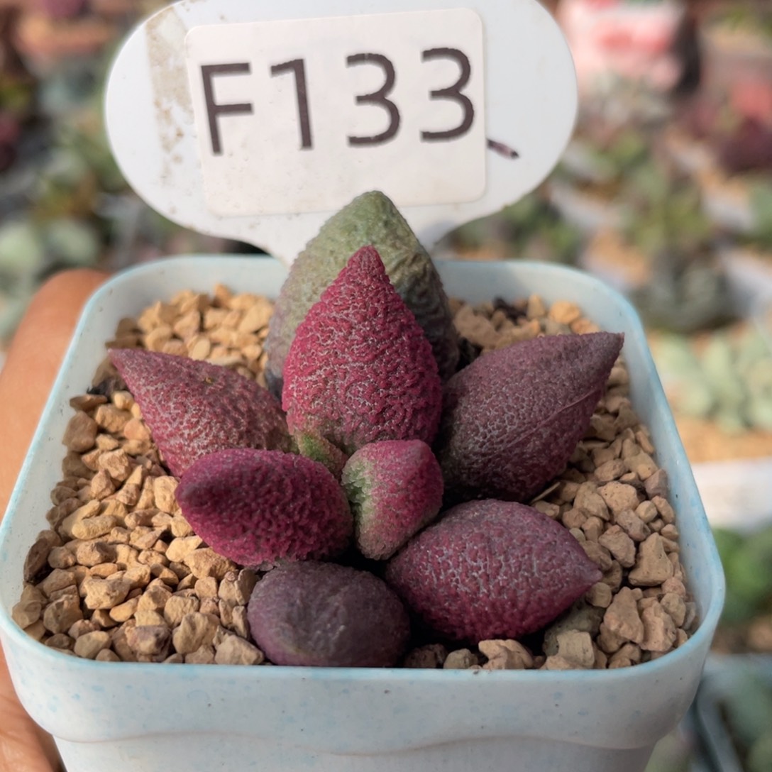     少女心。 F133。     