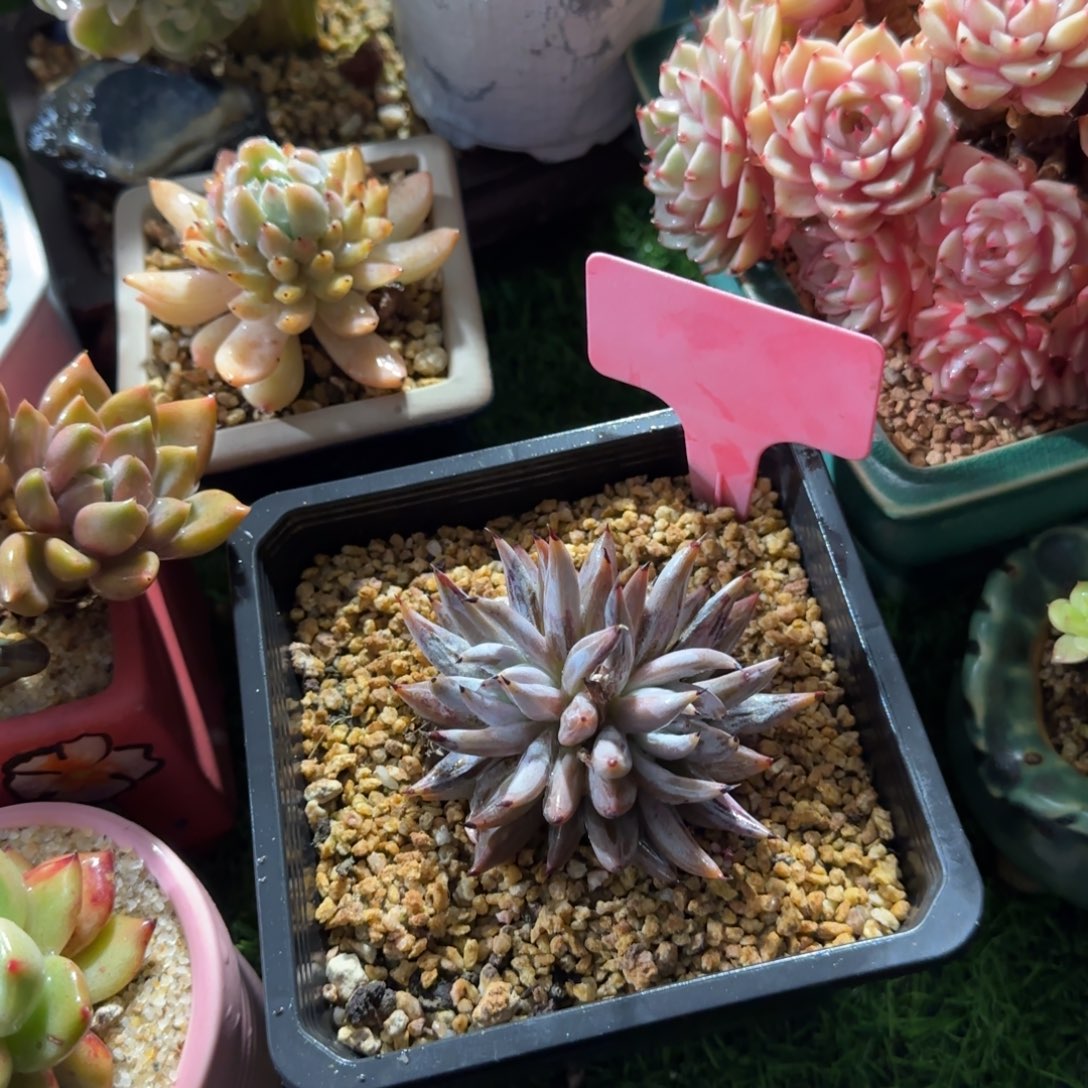 宁***君多肉植物原始魔爪