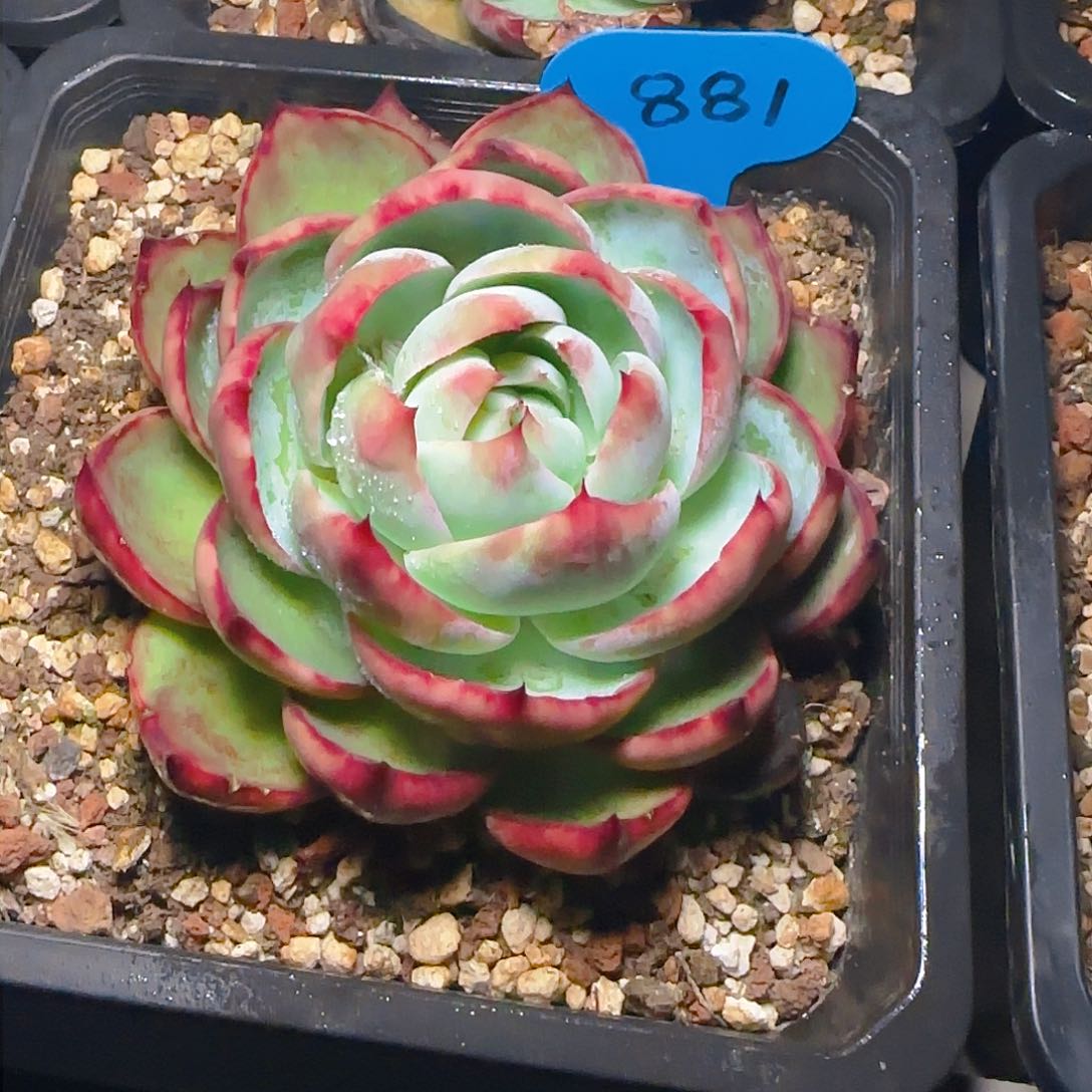 清**…惊鸿仙子一物一拍881号