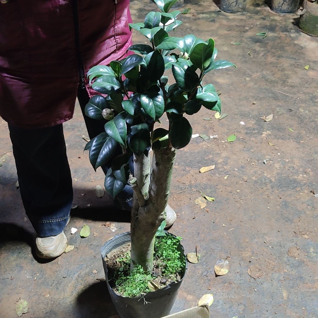 全部花苞女郎不包邮